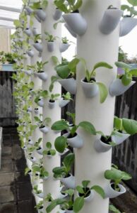 cultivo hidropónico - cultivo vertical