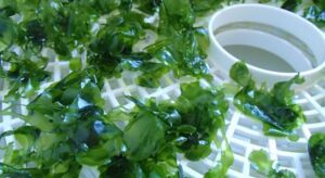 Lechuga de mar - Ulva lactuca
