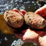 acuicultura - cultivo de ostras
