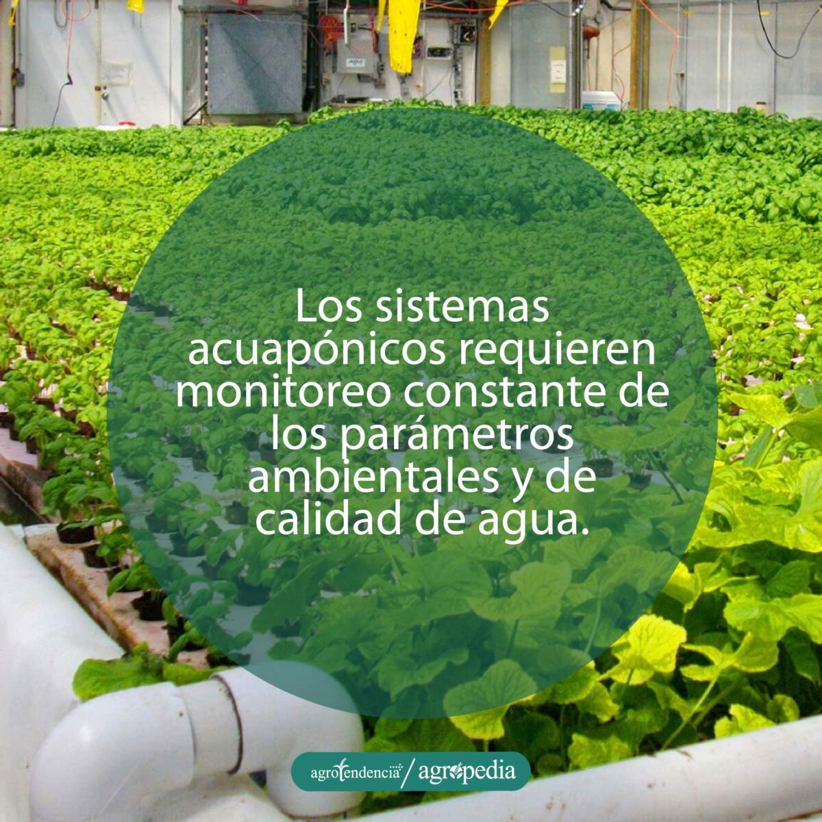 plantas bajo sistema acuapónico automatizado