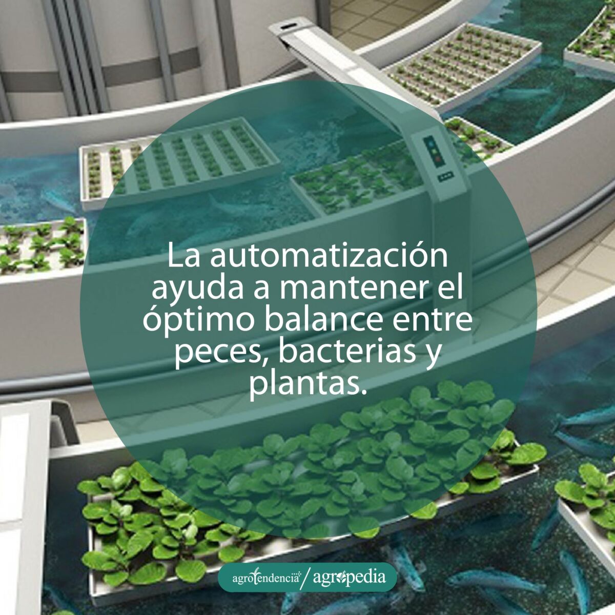 piscinas en forma de canales con peces y bandejas de cultivo bajo sistema automatizado