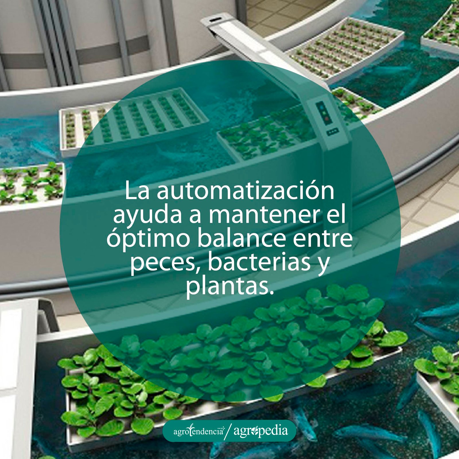 piscinas en forma de canales con peces y bandejas de cultivo bajo sistema automatizado