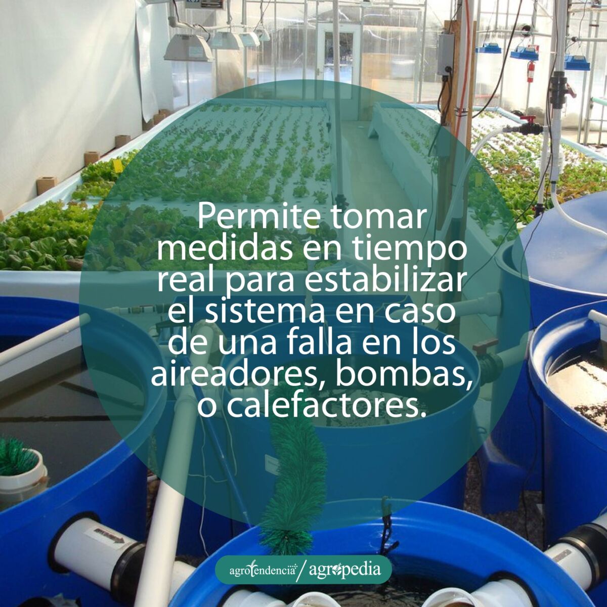 tanques con cultivo de peces conectado con bandejas con cultivos bajo sistema automatizado