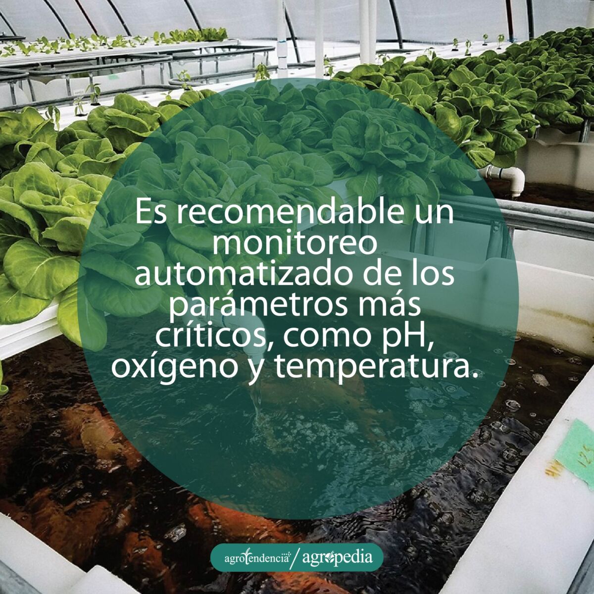 tanque con peces y encima bandejas con plantas bajo sistema acuapónico automatizado