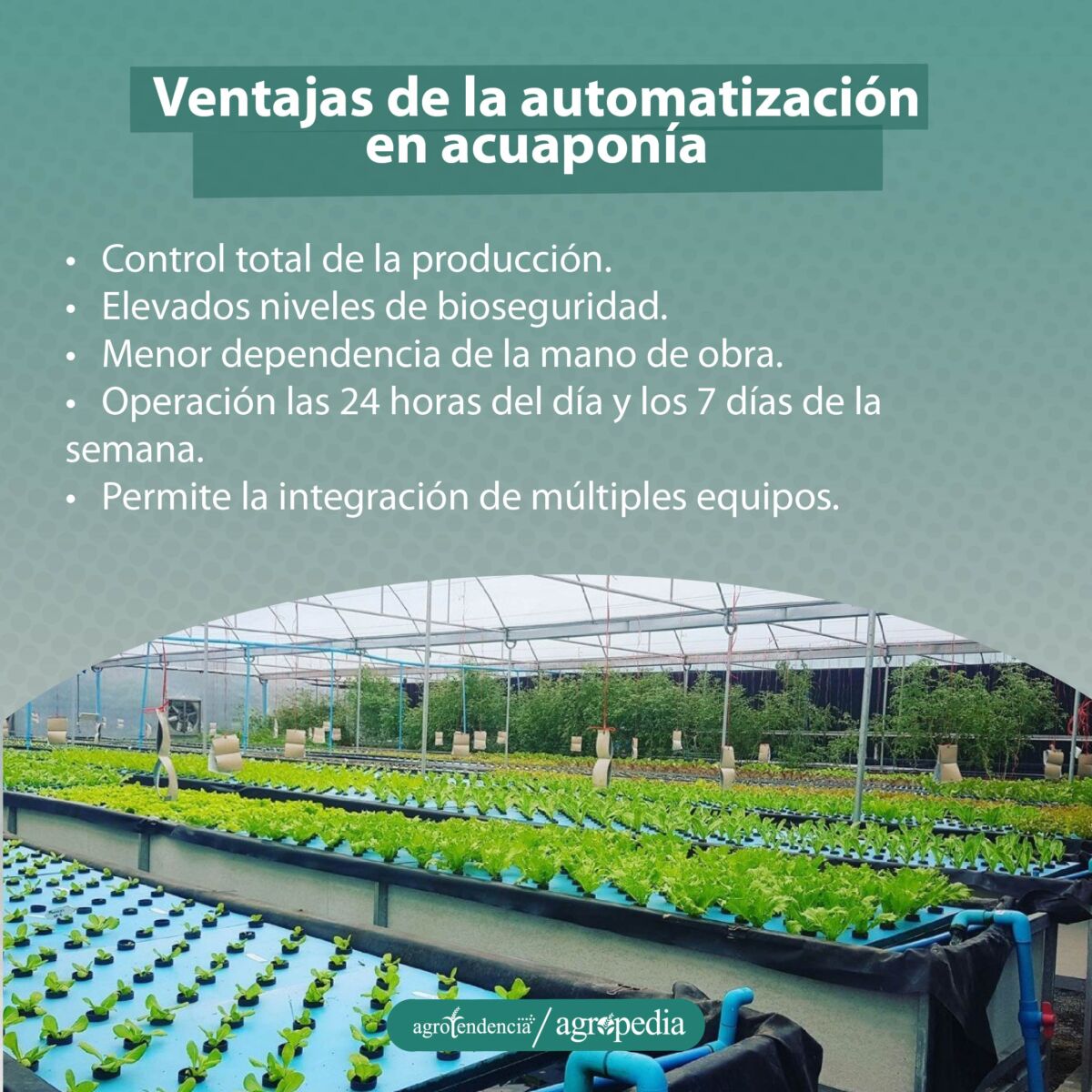 bandejas largas sembradas con cultivos bajo sistema automatizado acuapónico