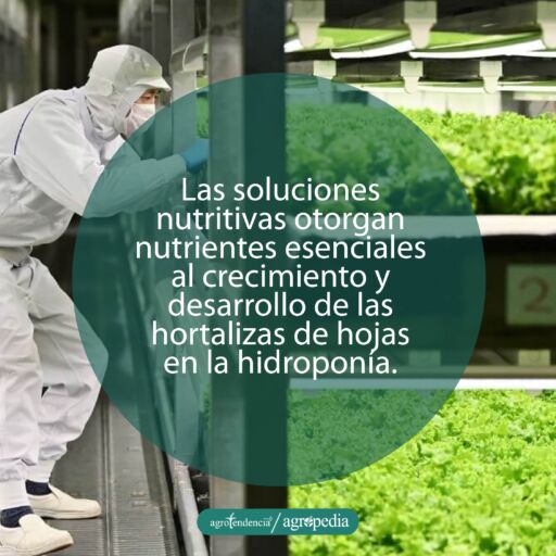 hombre revisando las soluciones nutritivas en cultivos hidropónicos verticales