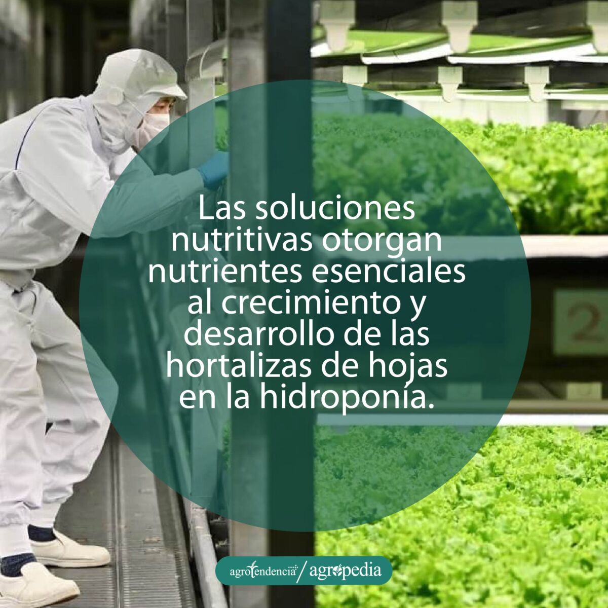 hombre revisando las soluciones nutritivas en cultivos hidropónicos verticales