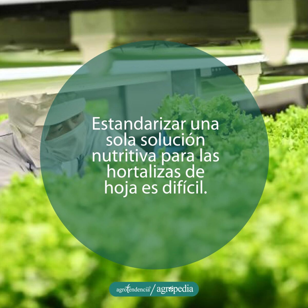 Vista aérea de persona revisando las soluciones en cultivos hidropónicos