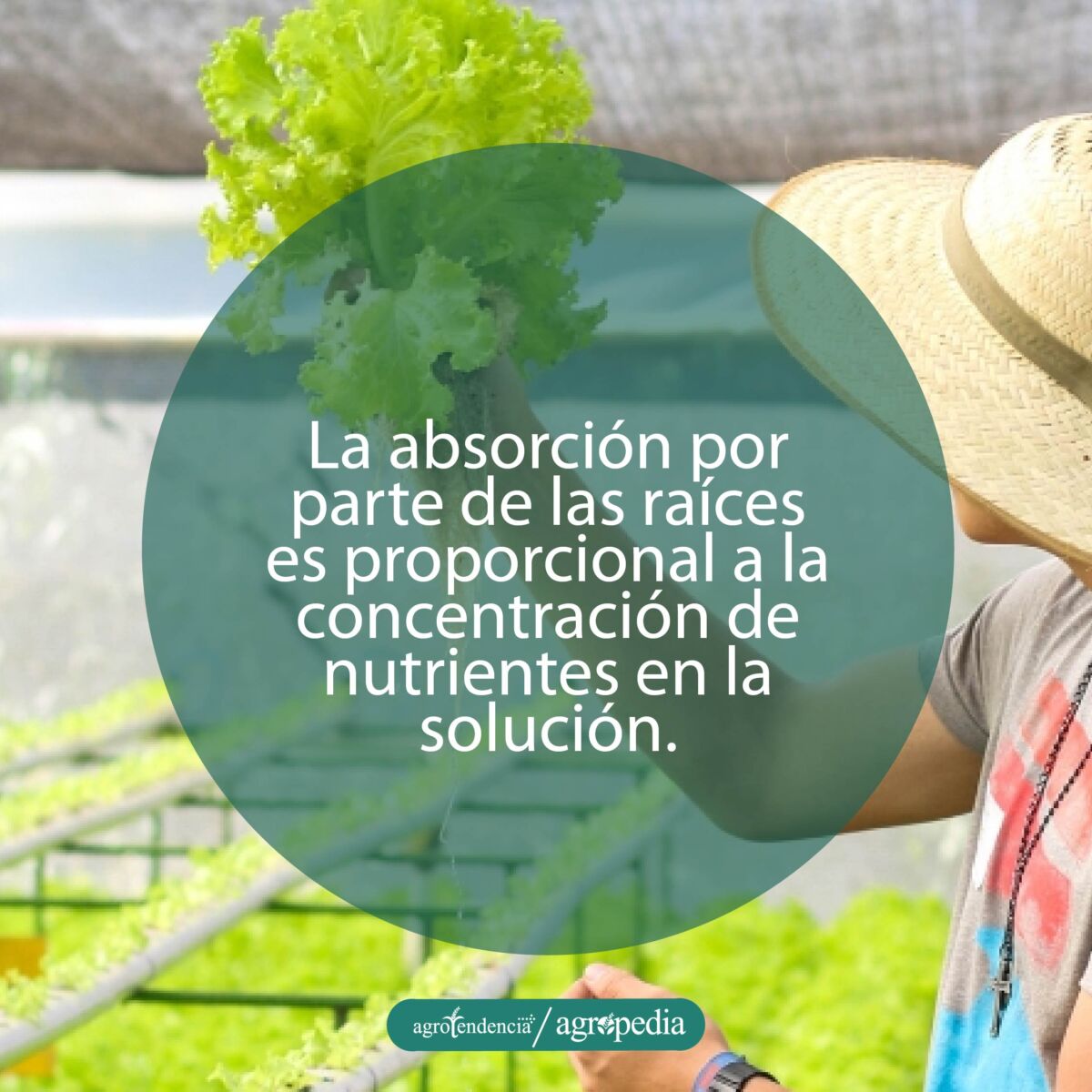 persona tomando una planta de lechuga de un sistema hidropónico