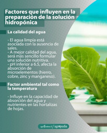 Una planta de lechuga en sistema hidropónico