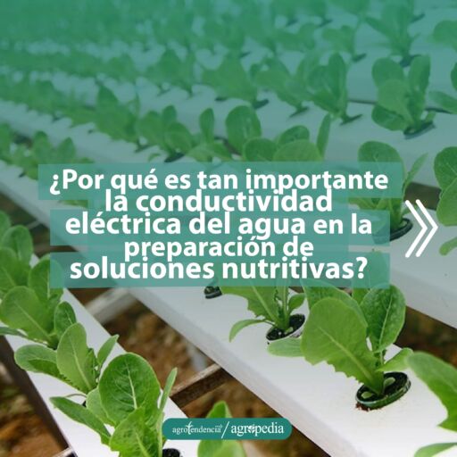 plantas de lechuga en canaletas con soluciones nutritivas