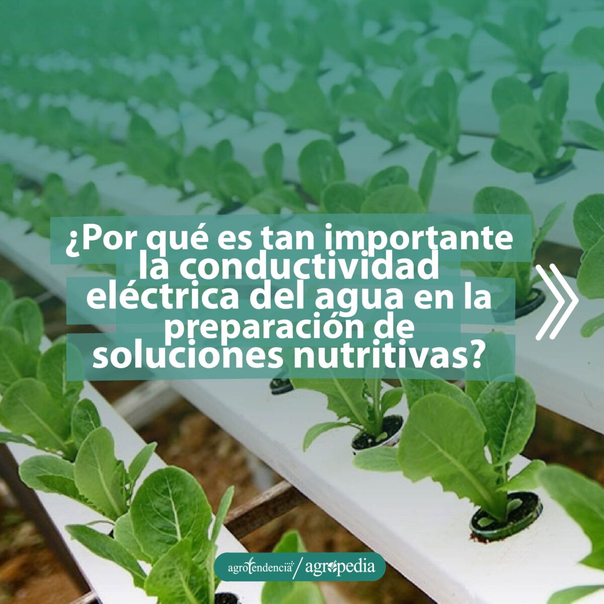 plantas de lechuga en canaletas con soluciones nutritivas