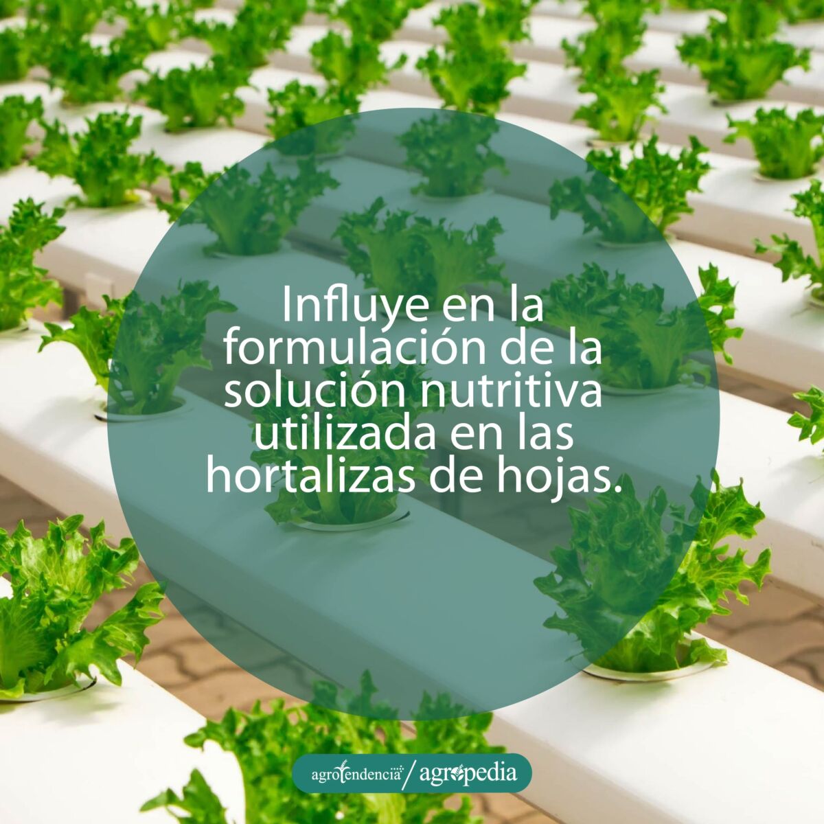 Canaletas plásticas con plantas de lechuga bajo enfoque hidropónico