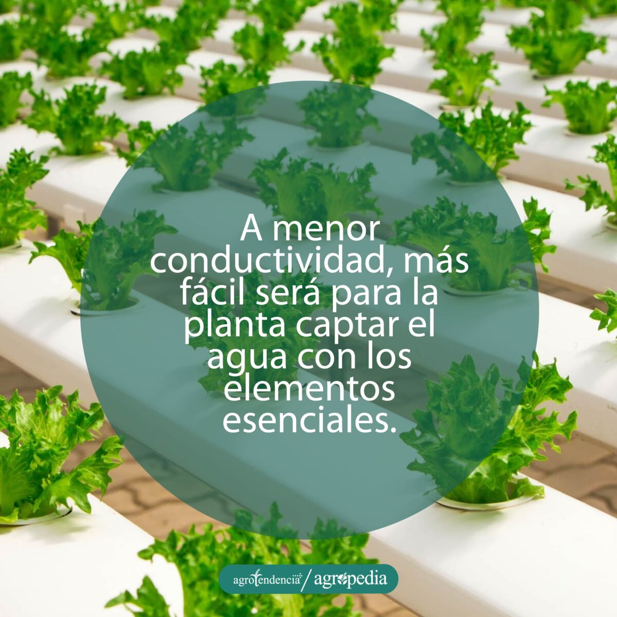 canaletas plásticas con plantas de lechuga bajo enfoque hidropónico
