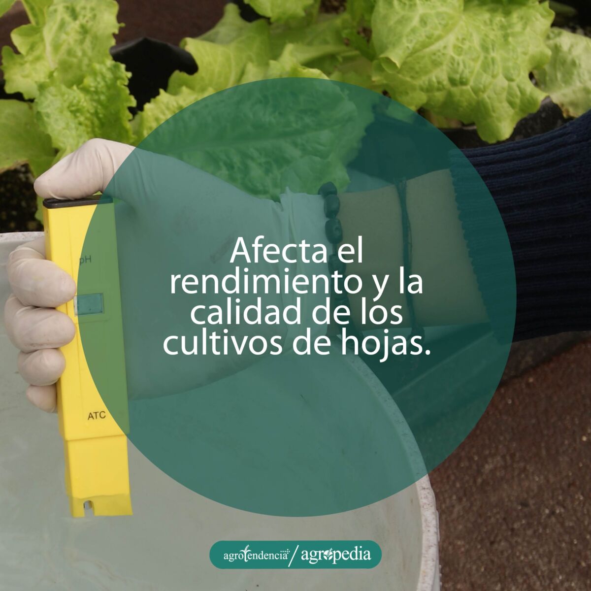 Persona evaluando la calidad de la solución nutritiva