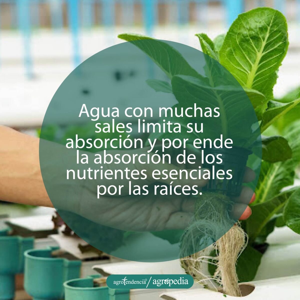 persona sacando planta de lechuga fuera de solución nutritiva en sistema hidropónico