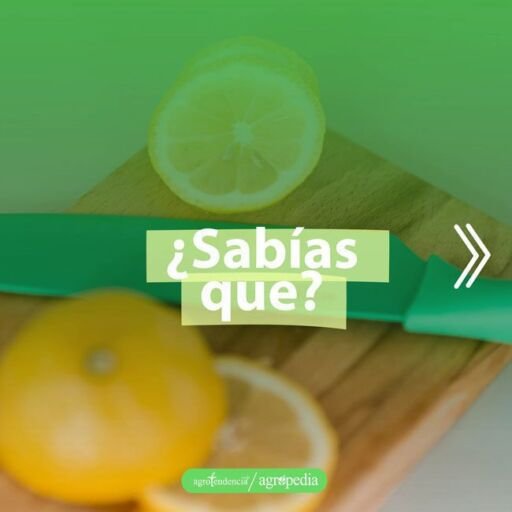 cultivo de limón - manejo del cultivo de limón