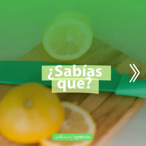 cultivo de limón - manejo del cultivo de limón