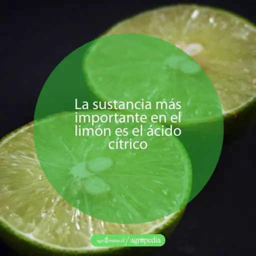 cultivo de limón - propiedades del limón