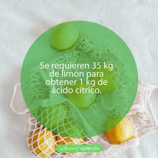 cultivo de limón - propiedades del limón