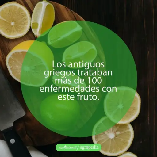 cultivo de limón - propiedades del limón