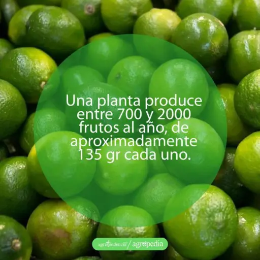 cultivo de limón - manejo del cultivo del limón
