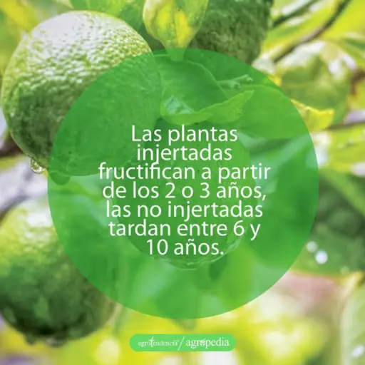cultivo de limón - manejo del cultivo del limón