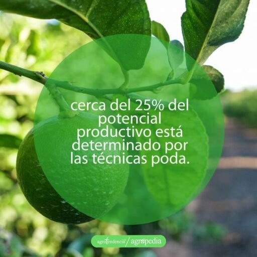 cultivo de limón - manejo del cultivo del limón
