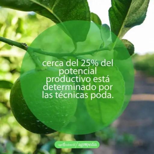 cultivo de limón - manejo del cultivo del limón