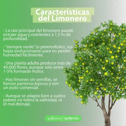 cultivo de limón - manejo del cultivo del limón