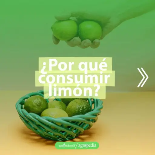 cultivo de limón - beneficios del limón