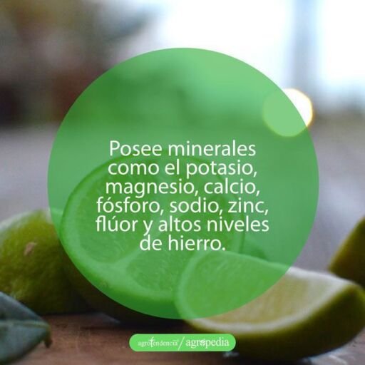 cultivo de limón - beneficios del limón