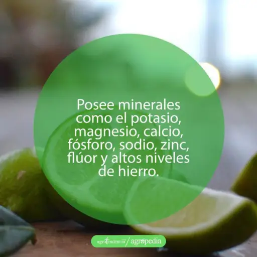 cultivo de limón - beneficios del limón