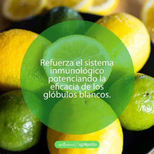 cultivo de limón - beneficios del limón