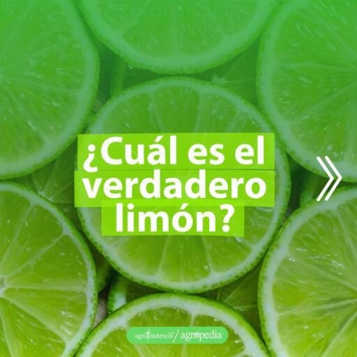 cultivo de limón - tipos de limón
