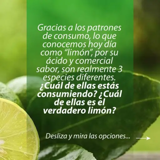 cultivo de limón - tipos de limón