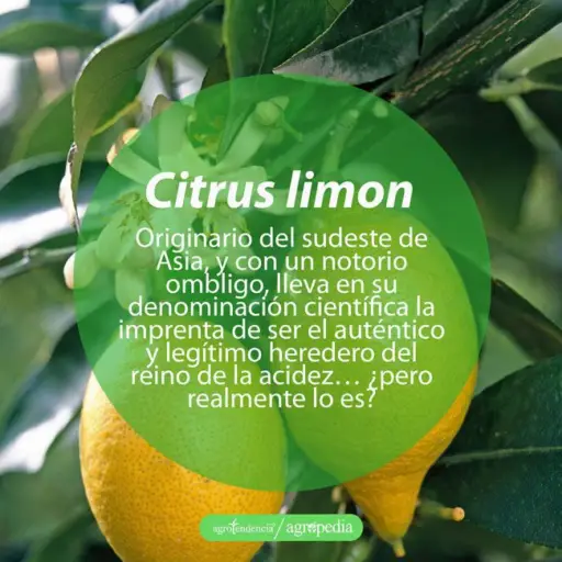 cultivo de limón - tipos de limón