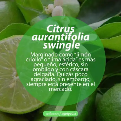 cultivo de limón - tipos de limón
