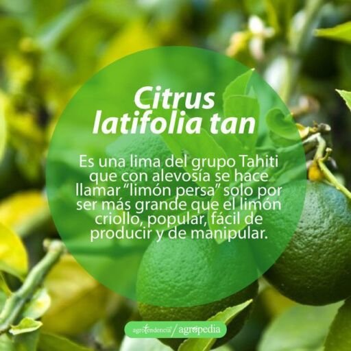 cultivo de limón - tipos de limón