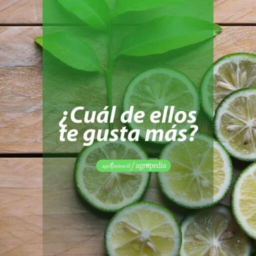cultivo de limón - tipos de limón