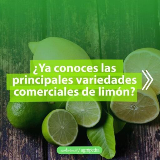 cultivo de limón - variedades de limón