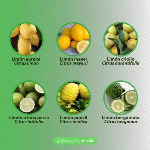 cultivo de limón - variedades de limón