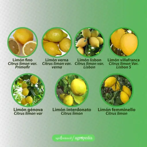 cultivo de limón - variedades de limón