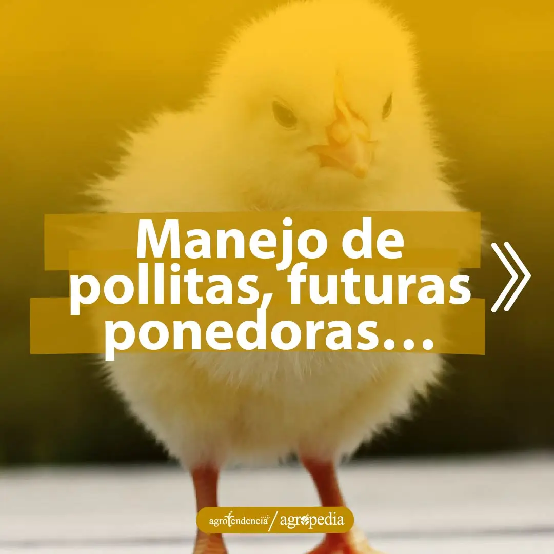 una pollita