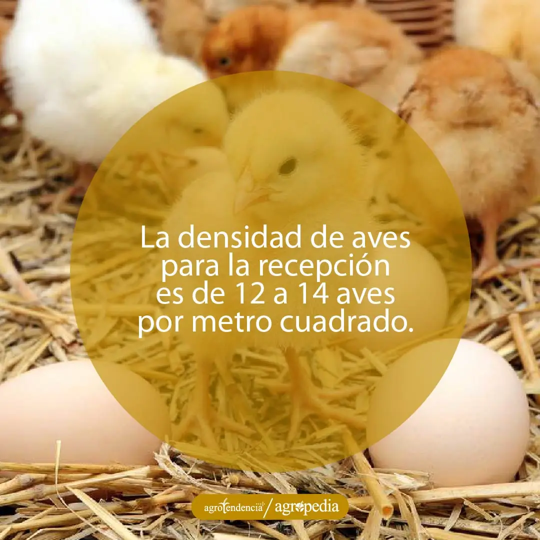 varias pollitas amarillas en suelo de paja