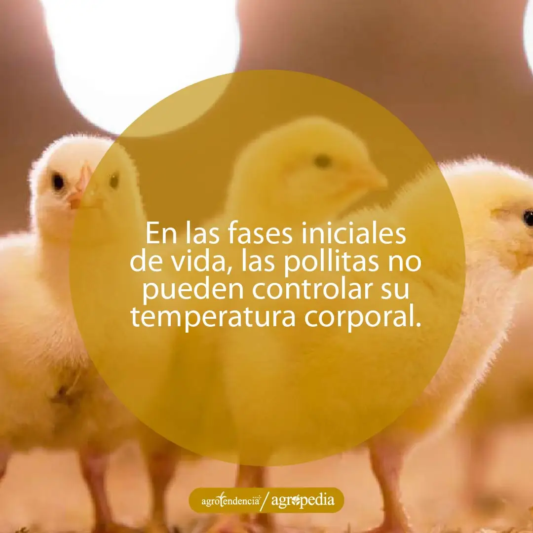 tres pollitas