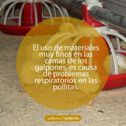 pollitas alrededor y dentro de comedero