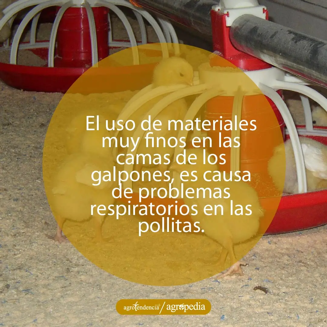pollitas alrededor y dentro de comedero
