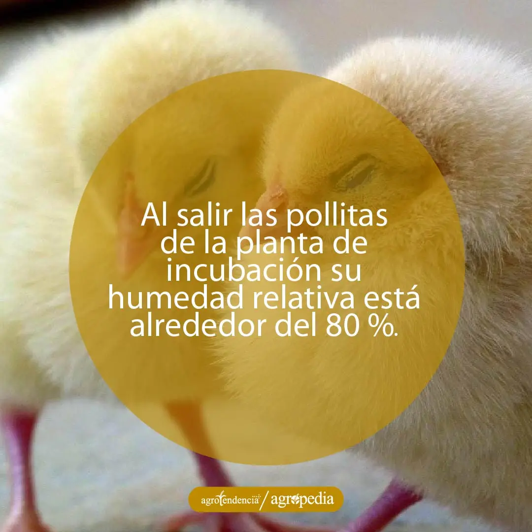 dos pollitas durmiendo