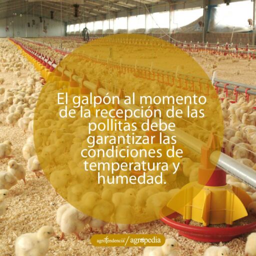 galpón lleno de pollitas